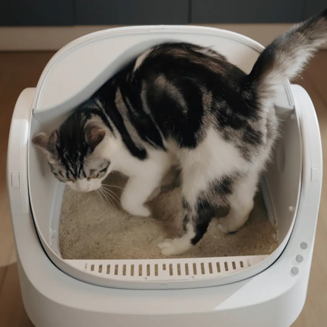 Petpivot Automatic Self-Cleaning Cat Litter Box with Open-Top Design - Hands-Free Operation, 6.5L/1.72Gal and 7L/1.85Gal Capacity, Includes 60 Bonus Waste Bags (80 Total)