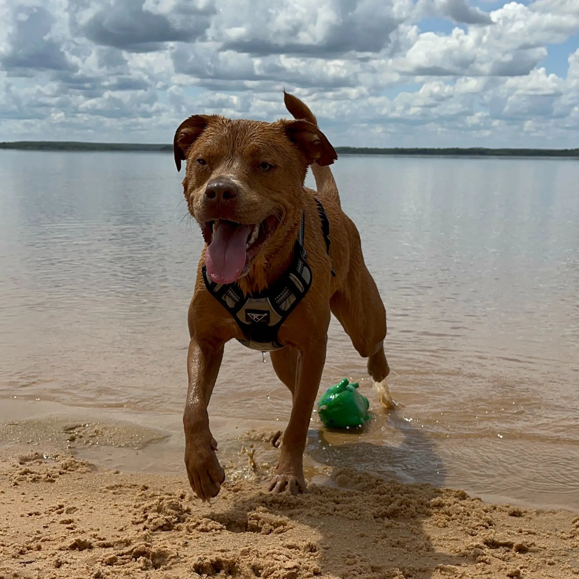 TK Canine Harness
