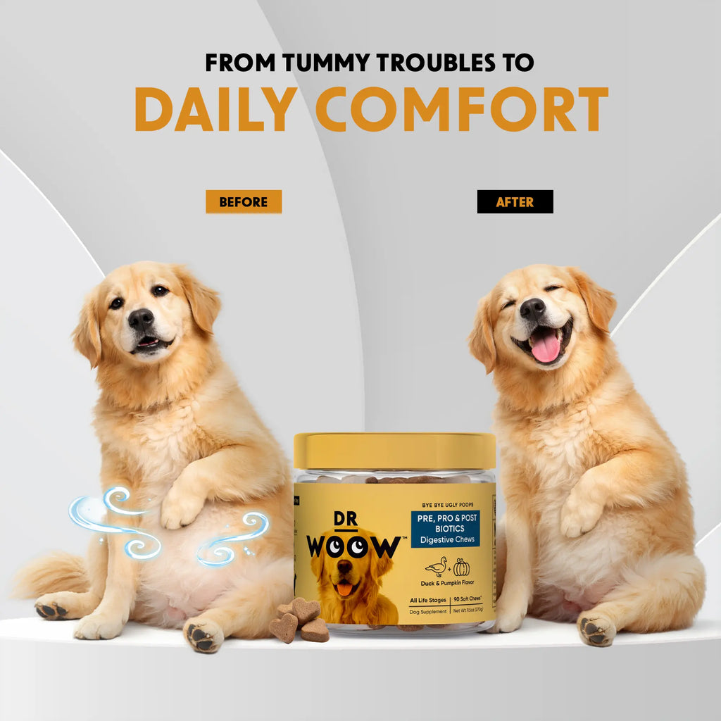 Pre-Pro-Postbiotic Chews for Dogs – Support for Gas, Bloating, and Digestive Health | Dr. WOOW Feeding