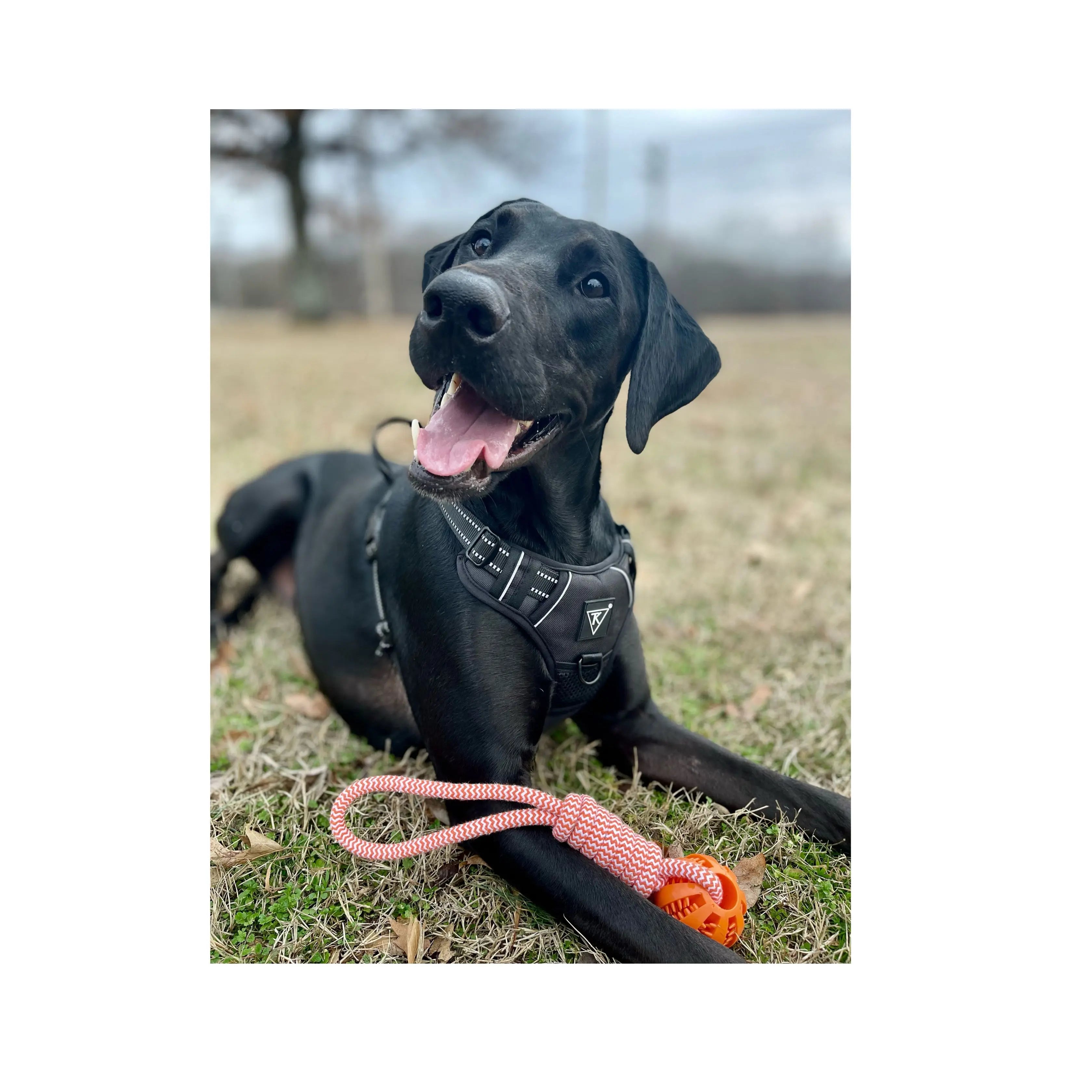 TK Canine Harness