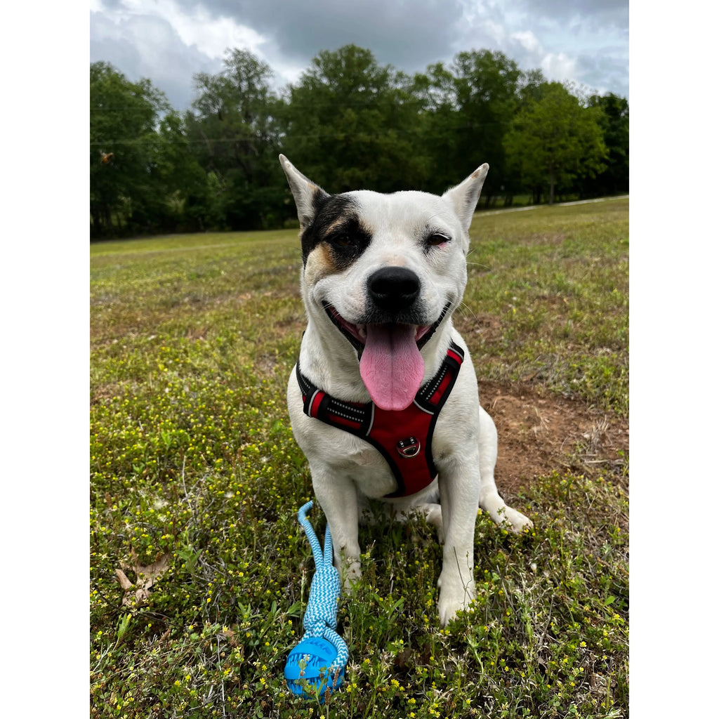 TK Canine Harness