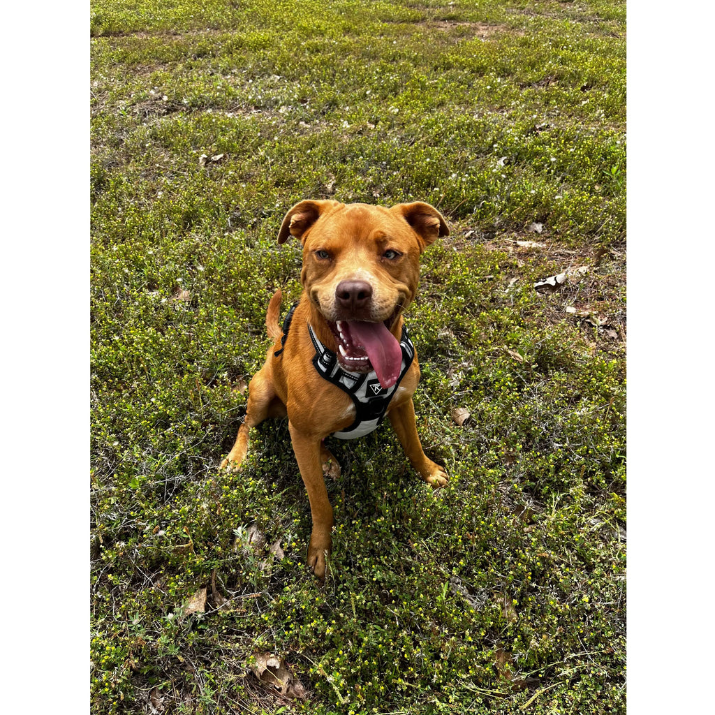 TK Canine Harness