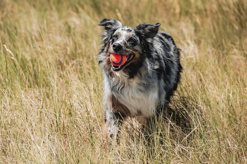Medium Bouncy Fetch Balls for Dogs (20-60 lbs) - Durable Rubber Floating Toy - 2.5-Inch Diameter - Pack of 2 for Active Outdoor Play