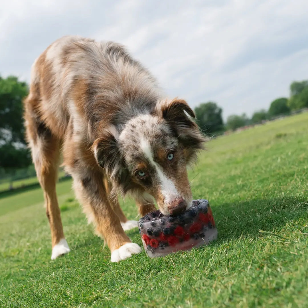 Customizable Frozen Dog Treat Bowl